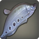 Knifefish - Fish - Items