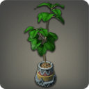 Potted Umbrella Fig - Furnishings - Items