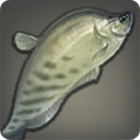 Wootz Knifefish - Fish - Items
