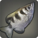 Fountfish - Fish - Items