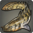 Warmwater Bichir - Fish - Items
