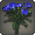 Blue Carnations - Miscellany - Items