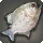 Splendid Piranha - Fish - Items
