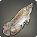 Bleached Bonytongue - Fish - Items