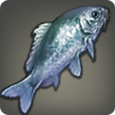 Blue Prismfish - Fish - Items