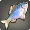 Common Bitterling - Fish - Items