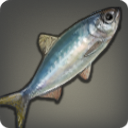 Glass Herring - Fish - Items
