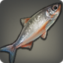 Mirage Chub - Fish - Items