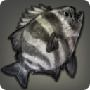 Motley Beakfish - Fish - Items