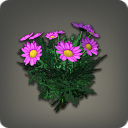 Purple Daisies - Miscellany - Items