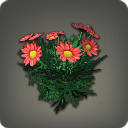 Red Daisies - Miscellany - Items
