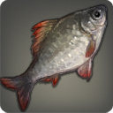 Agelyss Carp - Fish - Items