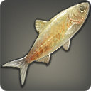 Blindfish - Fish - Items