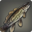 Bowfin - Fish - Items
