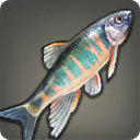Chub - Fish - Items