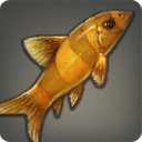 Golden Loach - Fish - Items