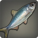 Harbor Herring - Fish - Items