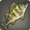 La Noscean Perch - Fish - Items