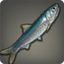 Lominsan Anchovy - Fish - Items