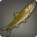 Sandfish - Fish - Items