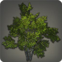 Shroud Broadleaf - Furnishings - Items