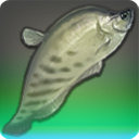 Wootz Knifefish Zenith - Fish - Items