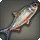Bonytail Chub - Fish - Items