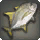 Goldfin Cavalli - Fish - Items