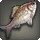 Ku'uxage Bitterling - Fish - Items