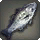 Midnight Carp - Fish - Items