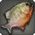 Rainbow Pipira - Fish - Items