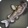 Shark Catfish - Fish - Items