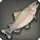 Trailtrout - Fish - Items