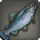 Eblan Trout - Fish - Items