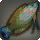 Garjana Wrasse - Fish - Items