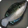 Othardian Wrasse - Fish - Items