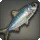 Saltwater Fish - Fish - Items