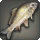 Xenocypris - Fish - Items