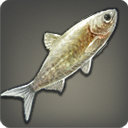 Cloudfish - Fish - Items