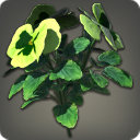 Green Violas - Miscellany - Items