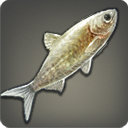Hospitalier Fish - Fish - Items