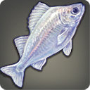 Kissing Fish - Fish - Items