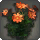 Orange Cosmos - Miscellany - Items