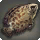 Spotted Ctenopoma - Fish - Items