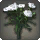 White Carnations - Miscellany - Items