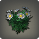 Black Daisies - Miscellany - Items