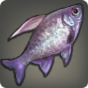 Eternal Eye - Fish - Items