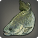 Fifty-summer Cod - Fish - Items
