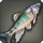 Gyr Abanian Chub - Fish - Items