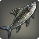 Hairless Barb - Fish - Items